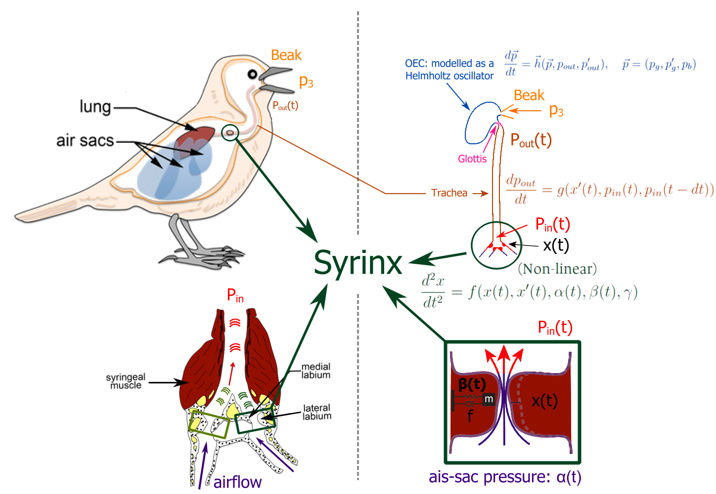 Physical model